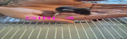 Rat rodents for sale: Baby male and female dumbos and rex rats  - Advert 3