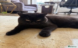 British Shorthair cats for sale: Black chunky boy 🖤🐈‍⬛ - Image 9