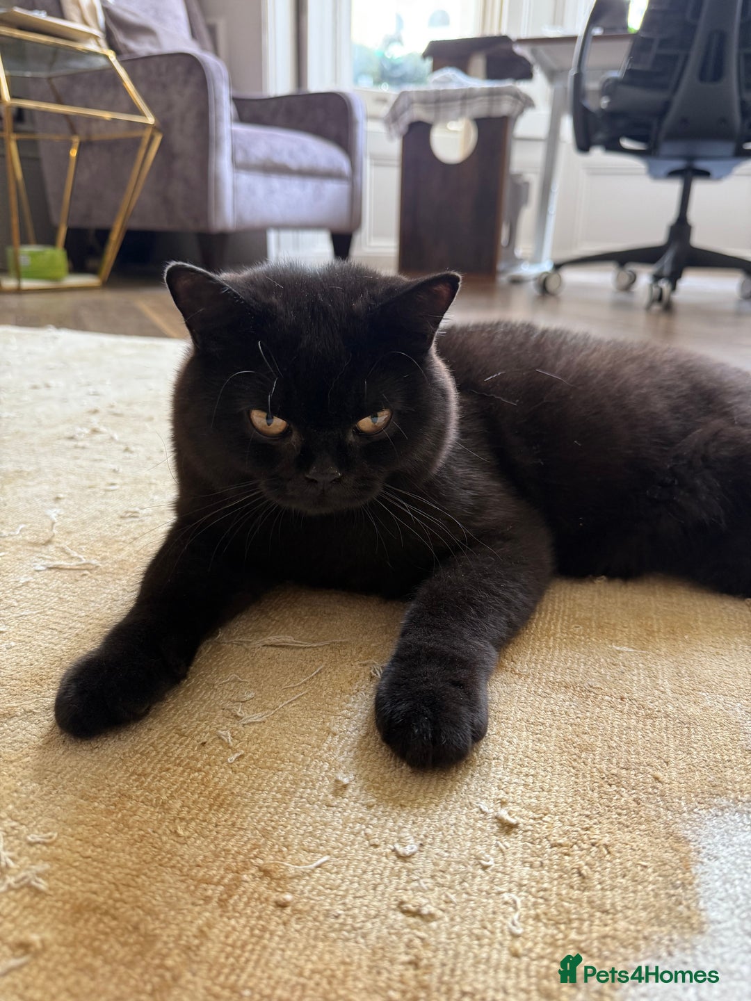 British Shorthair cats for sale: Black chunky boy 🖤🐈‍⬛ - Image 9
