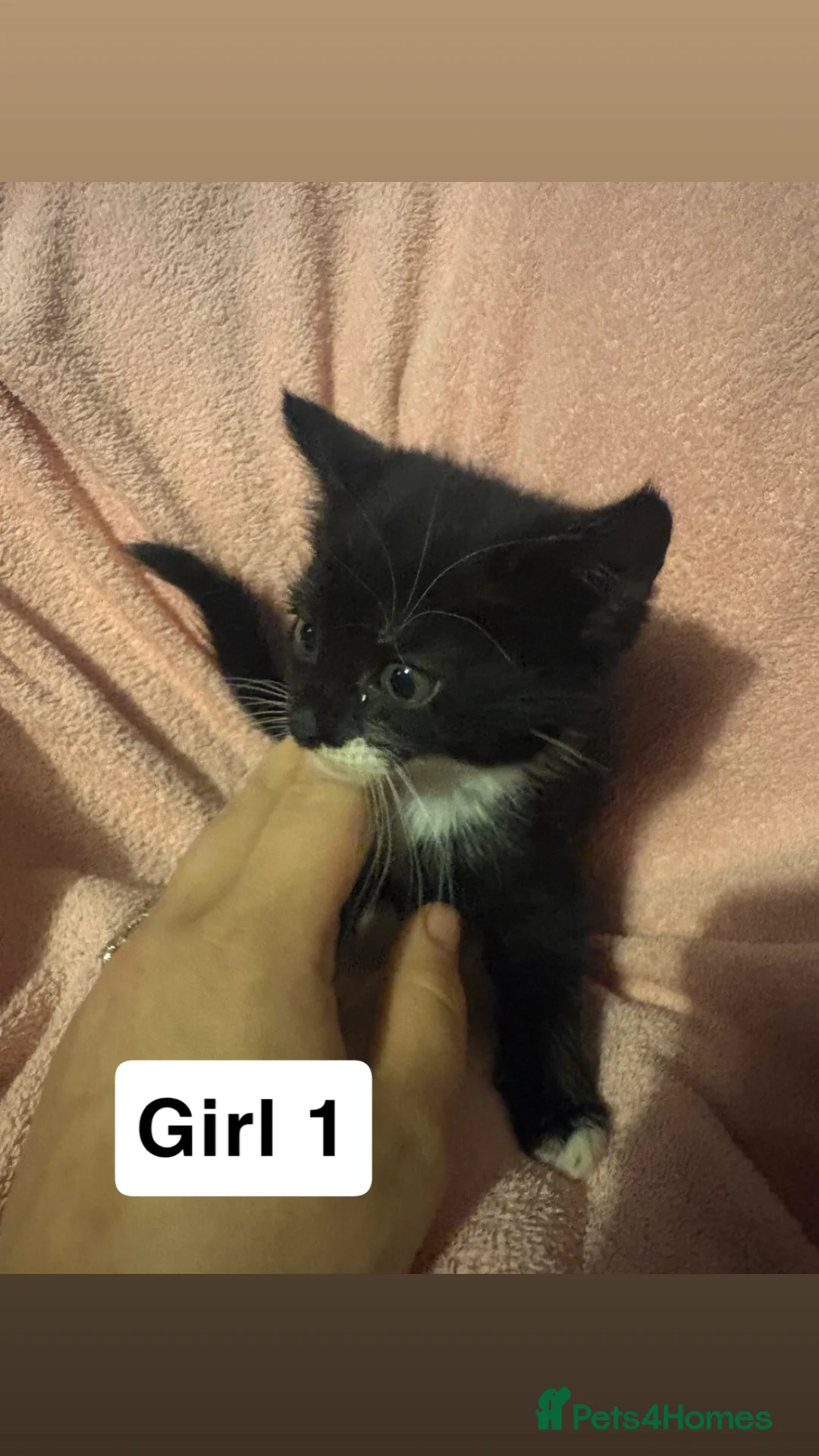 Mixed Breed cats for sale: 4 tuxedo kittens looking for a home  in Durham - Advert 1
