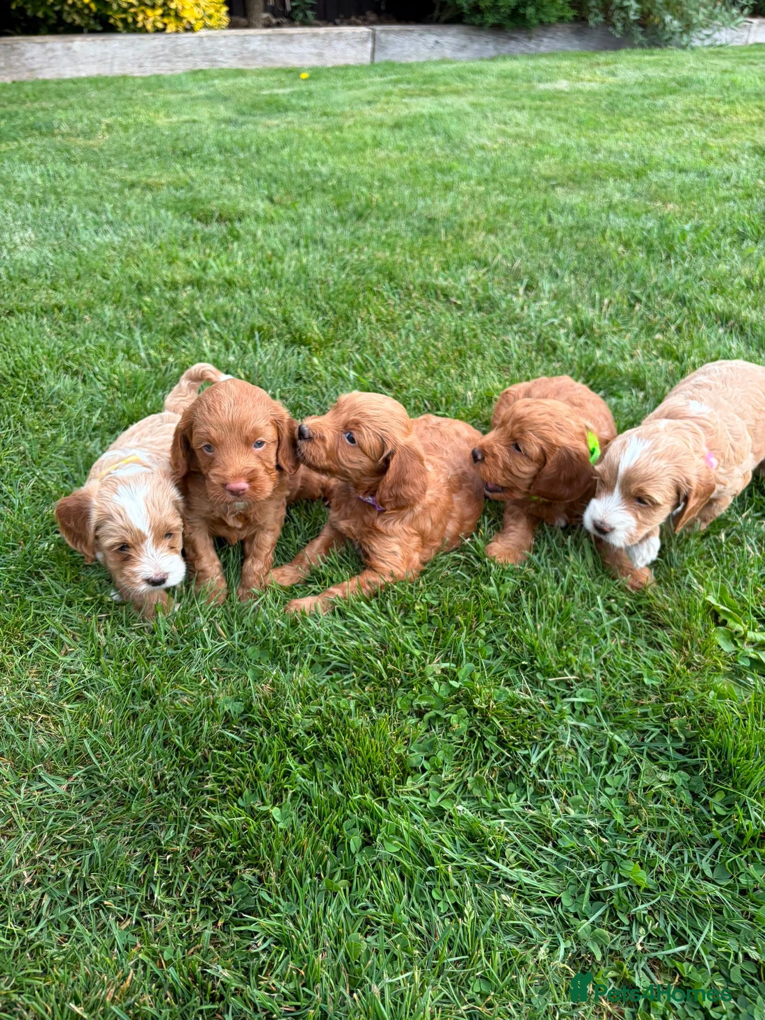 Cockapoo dogs Stunning F1 cockapoo puppies - Advert 2