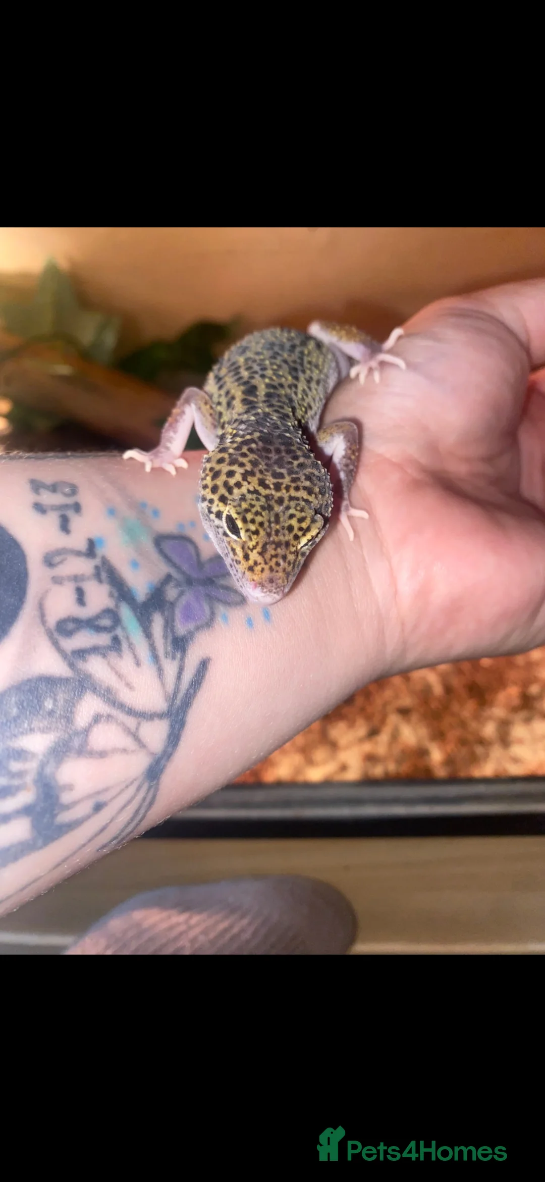 Gecko reptiles for sale: 13 months old female leopard gecko for sale  - Advert 2