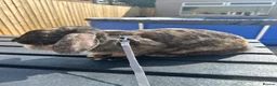 Dwarf Lop rabbits for sale: 2 female 1 yr old indoor rabbits - Advert 2