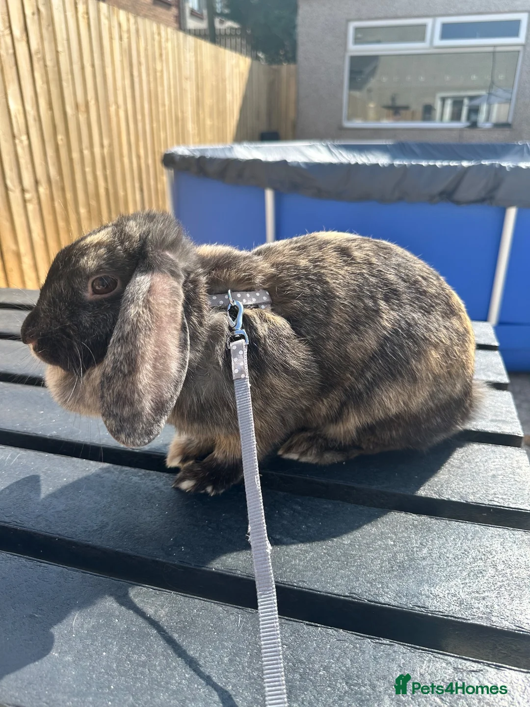 Dwarf Lop rabbits for sale: 2 female 1 yr old indoor rabbits - Advert 2