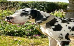 Great Dane dogs for stud: ⭐️Vonrockas Oblix health tested⭐️ in Leicester - Image 6