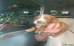 Cavapoo dogs for sale: F1b cavapoos  - Image 6