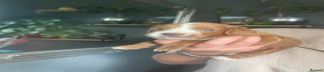 Cavapoo Puppy 3