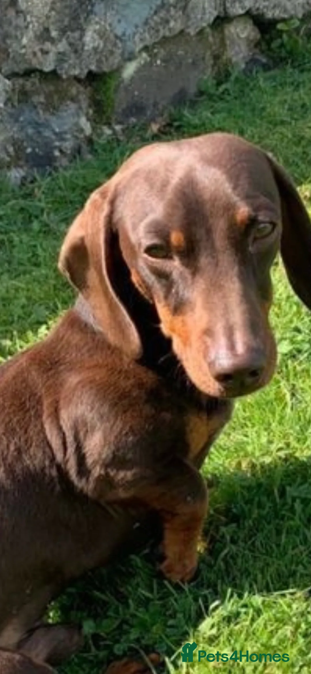Miniature Dachshund dogs for stud: KC STUNNING MINIATURE DACHSHUND (PRA CLEAR) in Galston - Advert 1