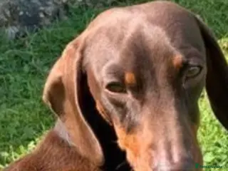 Miniature Dachshund dogs KC STUNNING MINIATURE DACHSHUND (PRA CLEAR) in Galston - Advert 8