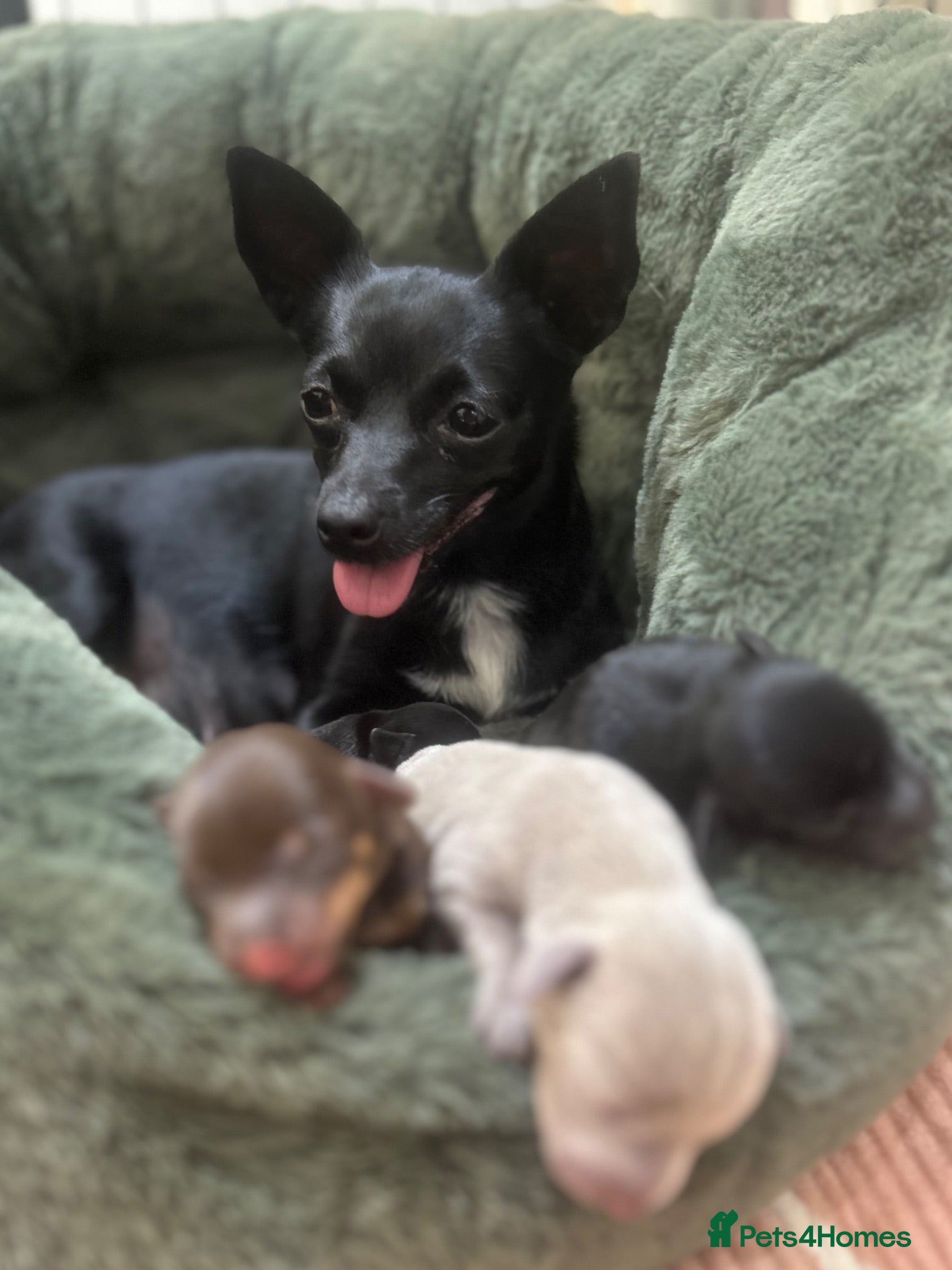 Chiweenie dogs 4 Gorgeous Chiweenies - 3 Girls 1 Boy  - Advert 1