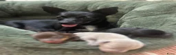 Chiweenie dogs for sale: 4 Gorgeous Chiweenies - 3 Girls 1 Boy  - Advert 1