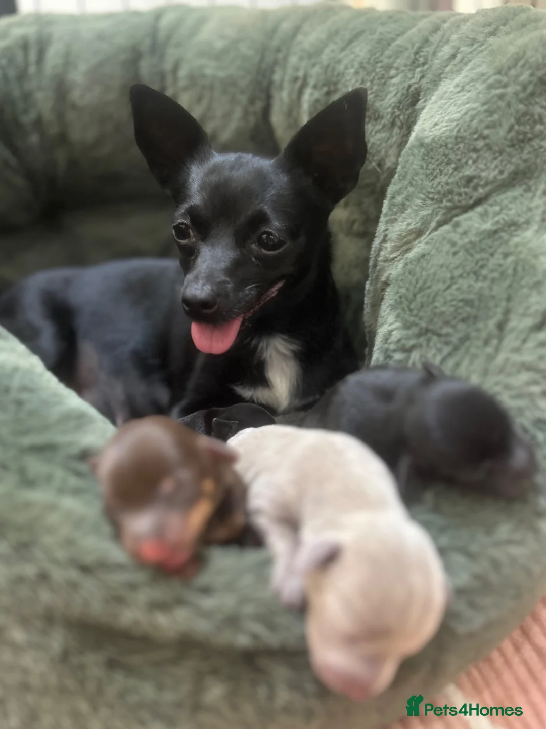 Chiweenie dogs for sale: 4 Gorgeous Chiweenies - 3 Girls 1 Boy  - Advert 1