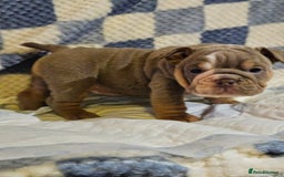 English Bulldog dogs for sale: Kc british bulldogs  - Image 3