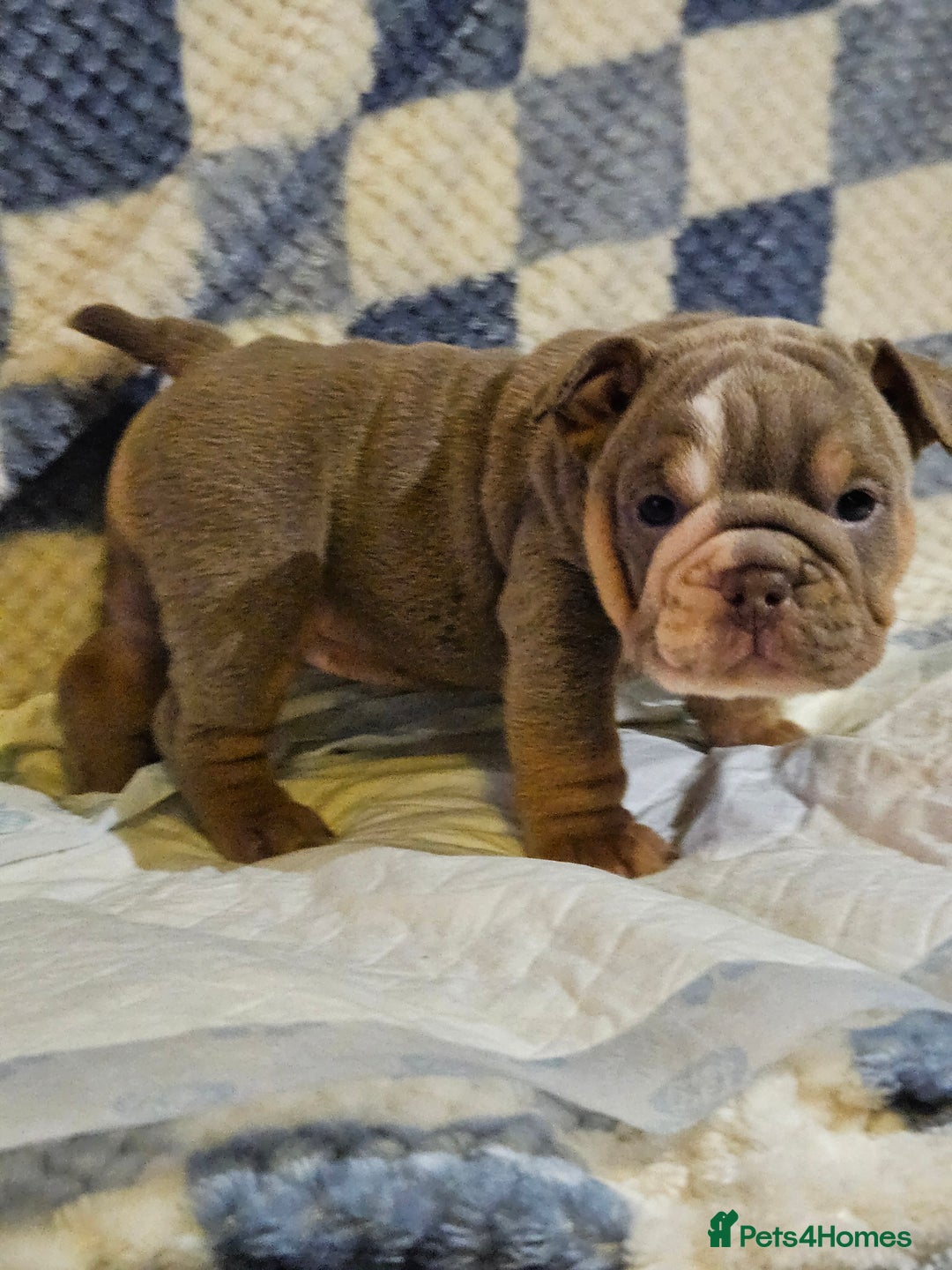 English Bulldog dogs for sale: Kc british bulldogs  - Image 3