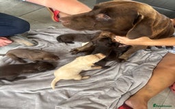 Labrador Retriever dogs for sale: KC Labrador puppies - Image 13