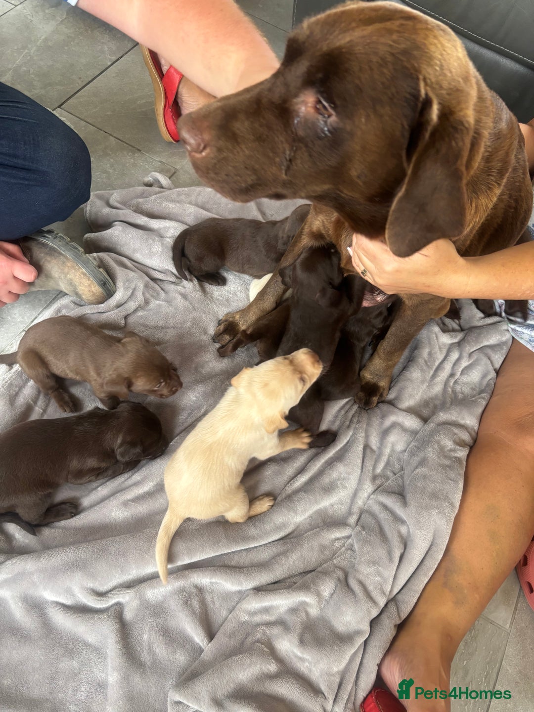Labrador Retriever dogs for sale: KC Labrador puppies - Image 13