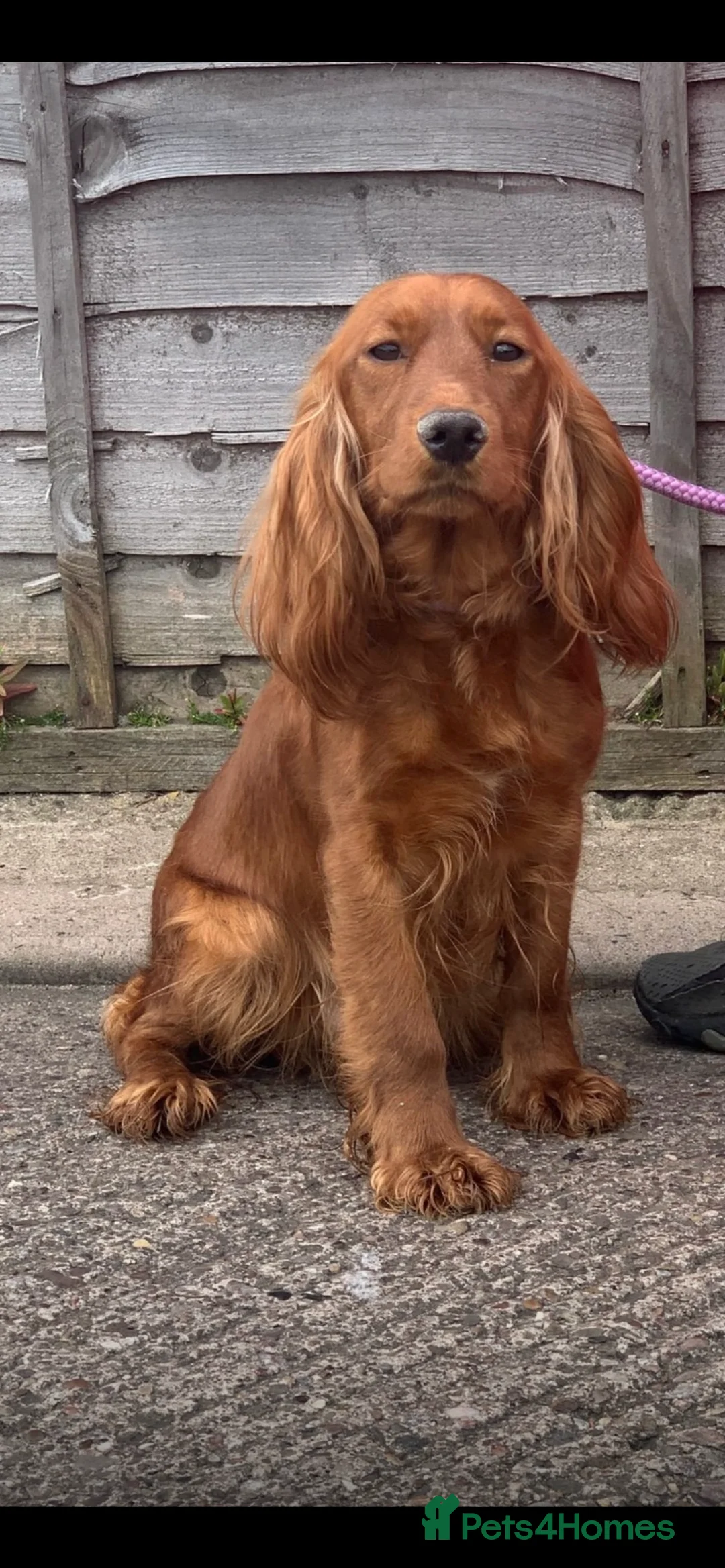 Cockapoo dogs for sale: Beautiful F1 cockapoos  - Advert 13