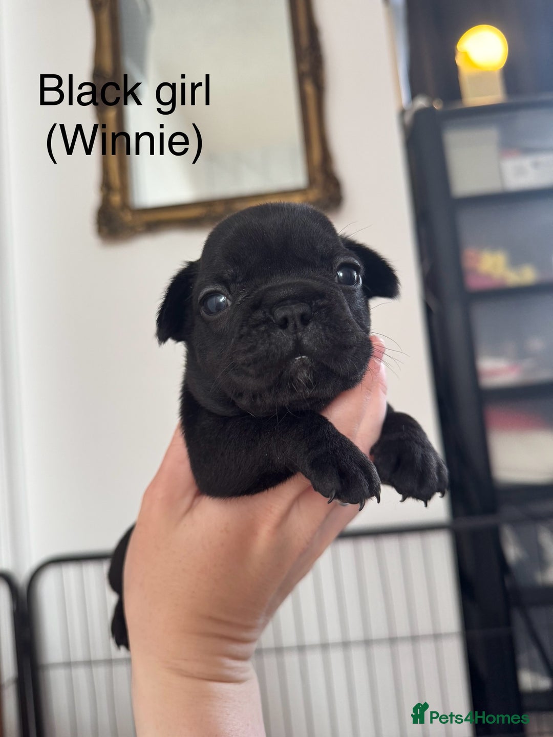 French Bulldog dogs for sale: French Bulldog Puppies - Image 3
