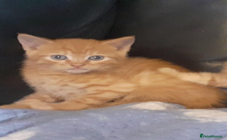 Mixed Breed cats - Advert 10