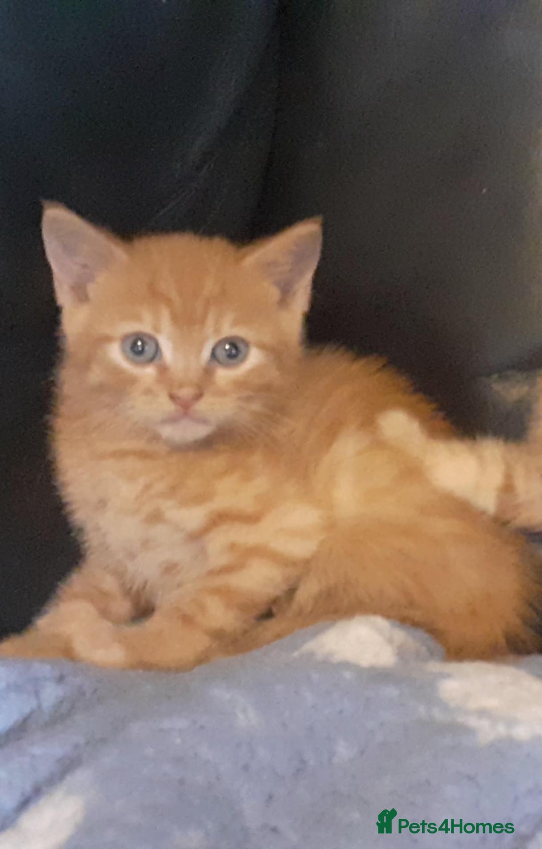 Mixed Breed cats for sale: Kittens  - Image 1