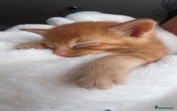 Mixed Breed cats for sale: Last 3 Adorable Ginger Males 🧡 - Advert 2