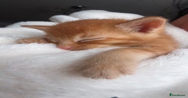 Mixed Breed cats Last 3 Adorable Ginger Males 🧡 - Advert 3