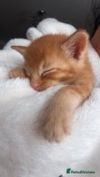Mixed Breed cats Last 3 Adorable Ginger Males 🧡 - Advert 3