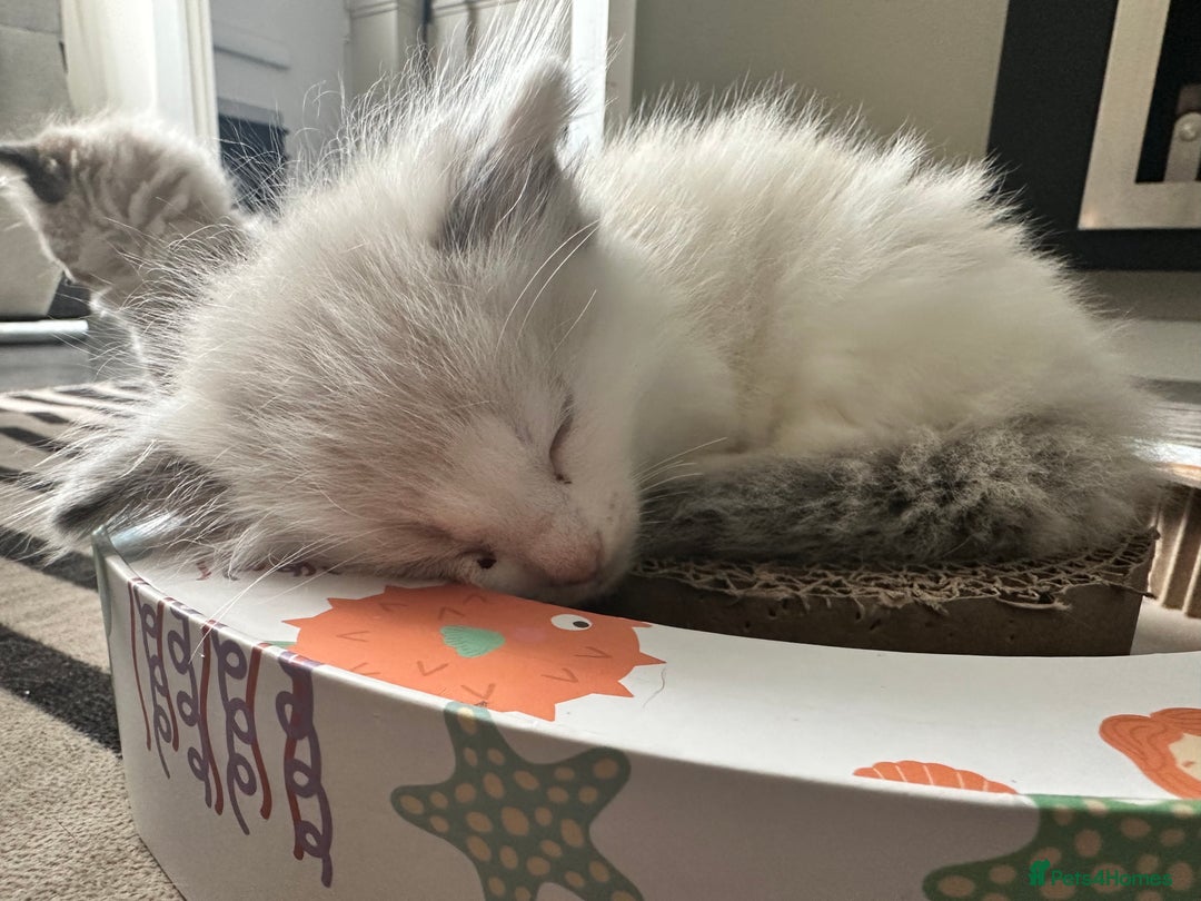 Ragdoll cats for sale: 🎀 RARE CHAMP BLOODLINE BI HIGH WHITE RAGDOLLS 🎀 - Image 17
