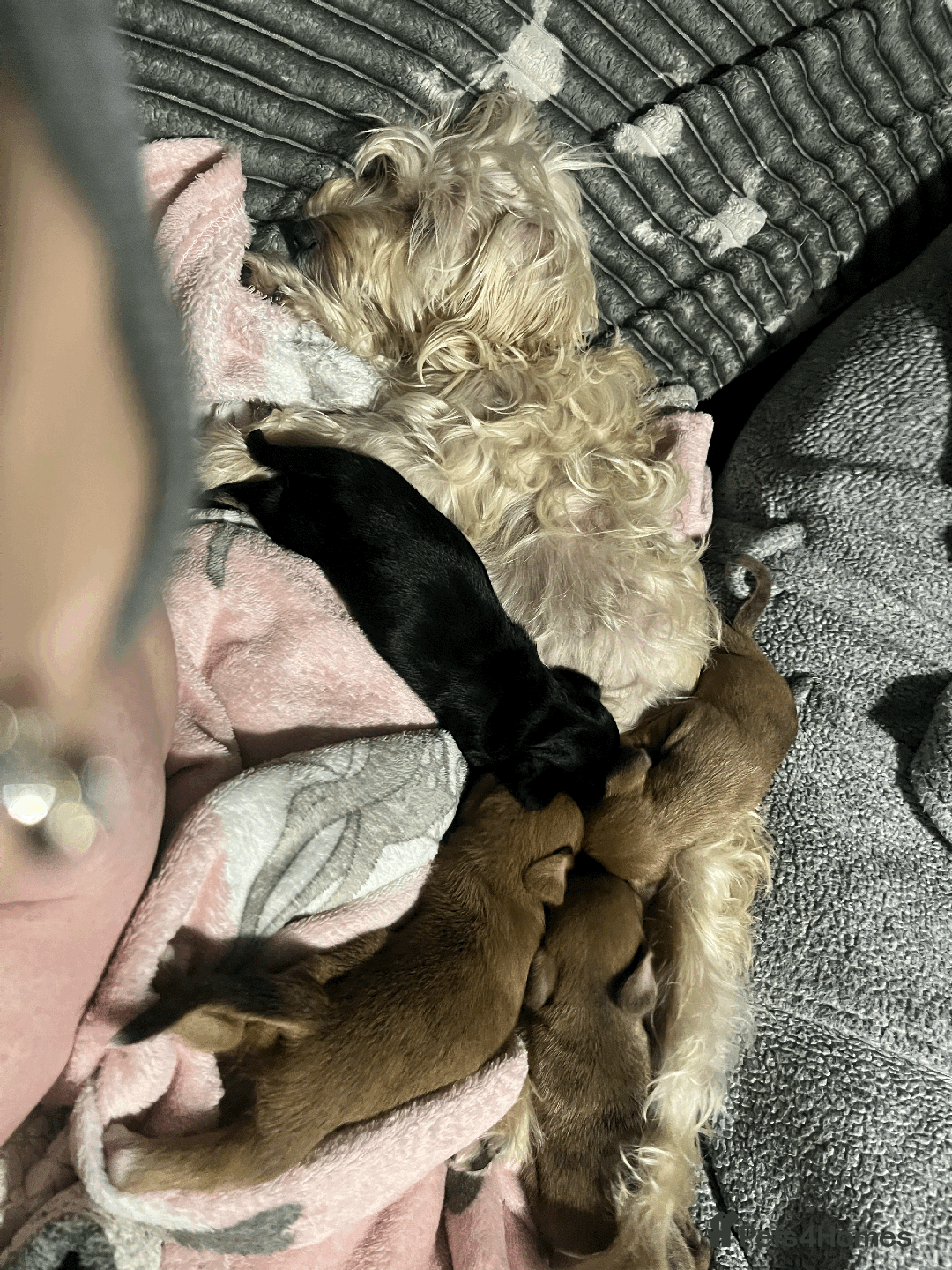 Mixed Breed dogs for sale: Maltese Cross Miniature Dachshund  - Image 18