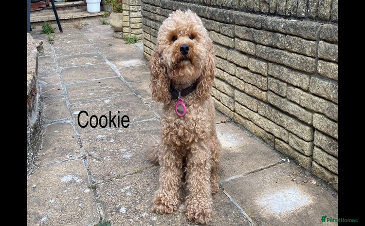 Cockapoo dogs - Advert 5