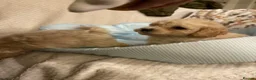Poochon dogs for sale: Ready now,Beautiful poochon puppies - Advert 9