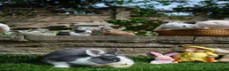 Netherland Dwarf rabbits for sale: Friendly Netherland Dwarf Rabbits with Large Hutch - Advert 4