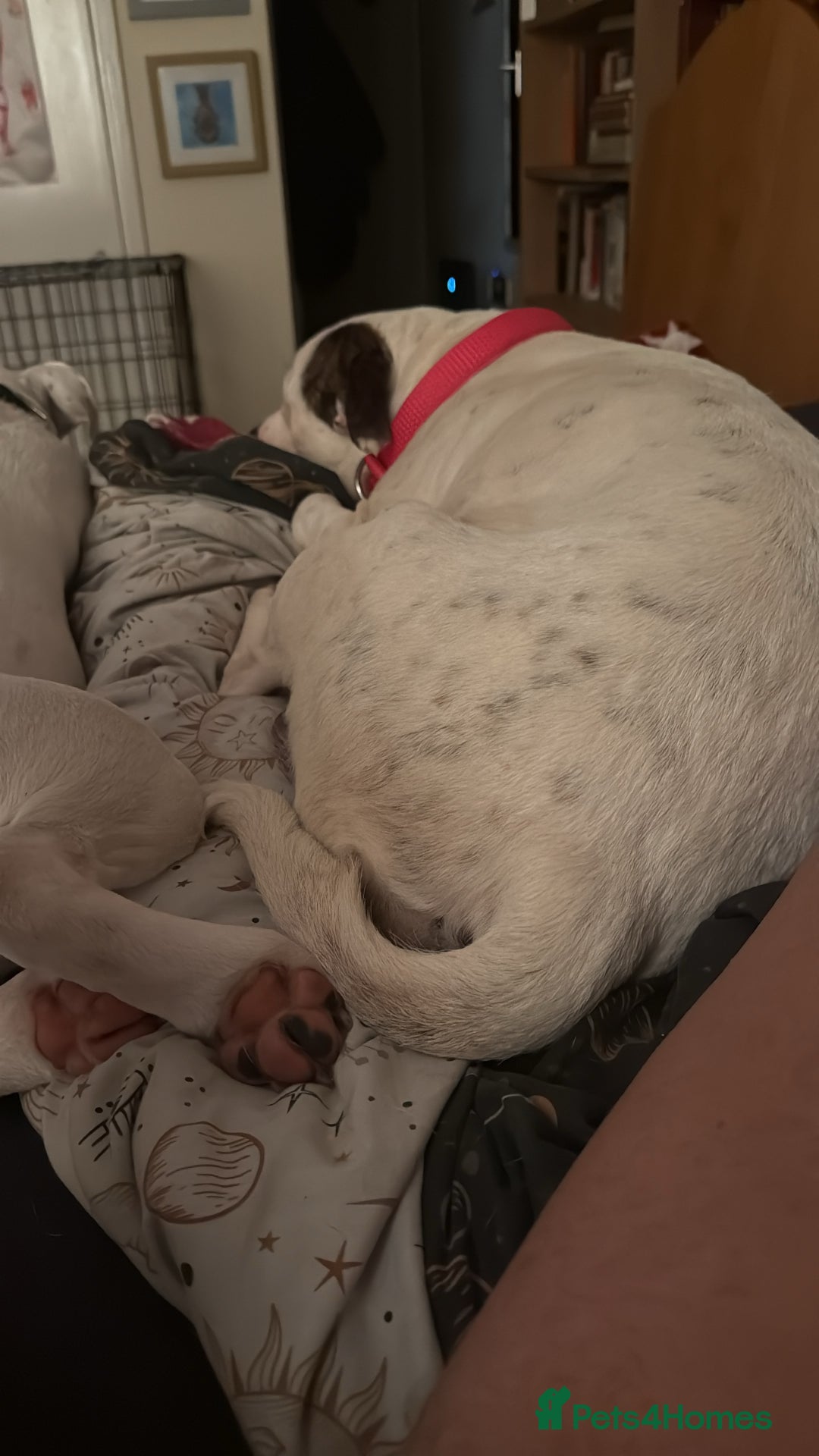 Staffordshire Bull Terrier dogs for sale: The Most Beautiful Staffy Puppies - Image 6