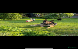 German Shepherd dogs for stud: Kc Reg fully health tested German Shepherd Stud  in Welshpool - Image 7