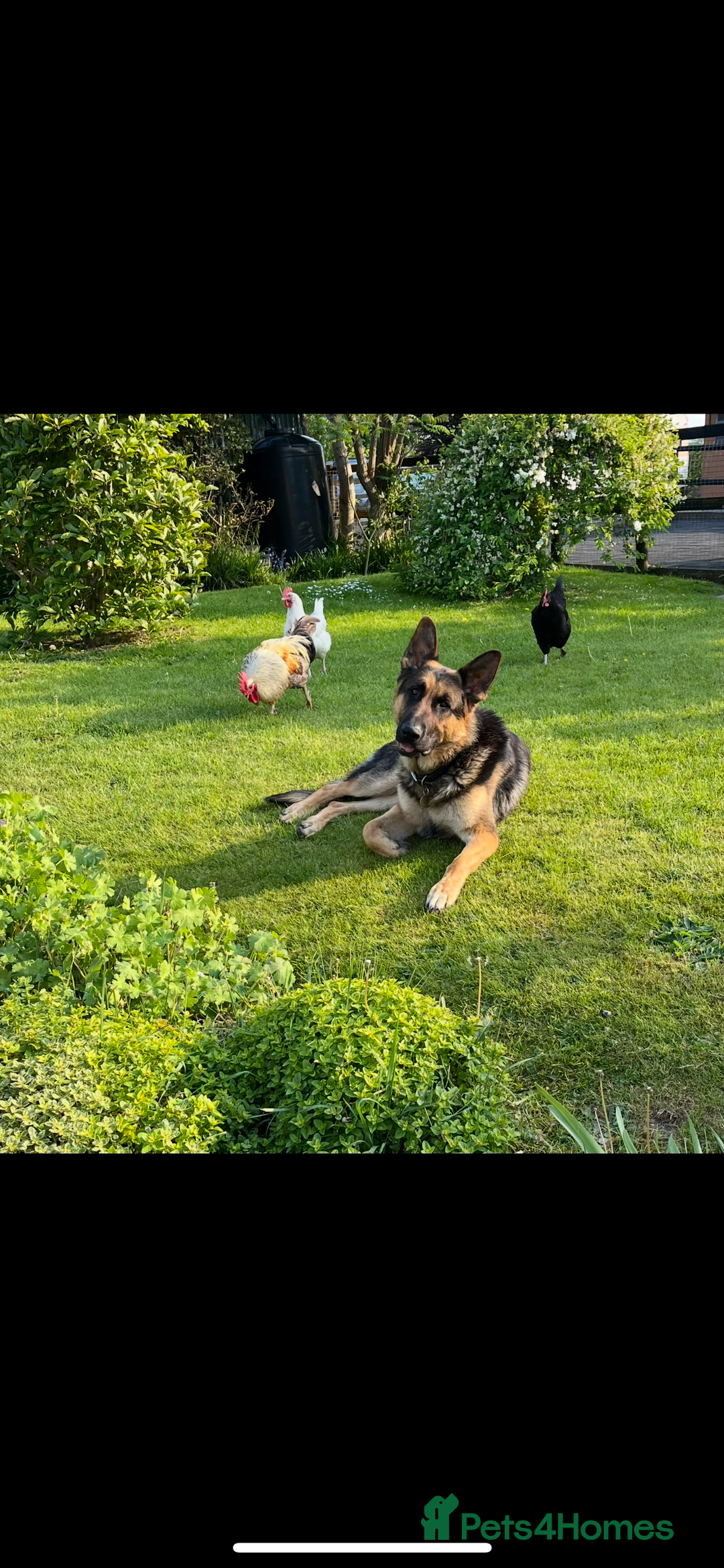 German Shepherd dogs for stud: Kc Reg fully health tested German Shepherd Stud  in Welshpool - Image 7