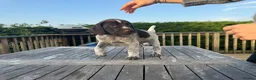 German Wirehaired Pointer dogs for sale: German Wirehaired Pointer Pups -From working Lines in Doune - Advert 11