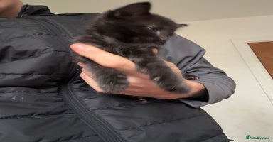 Bombay cats Kittens - Advert 3