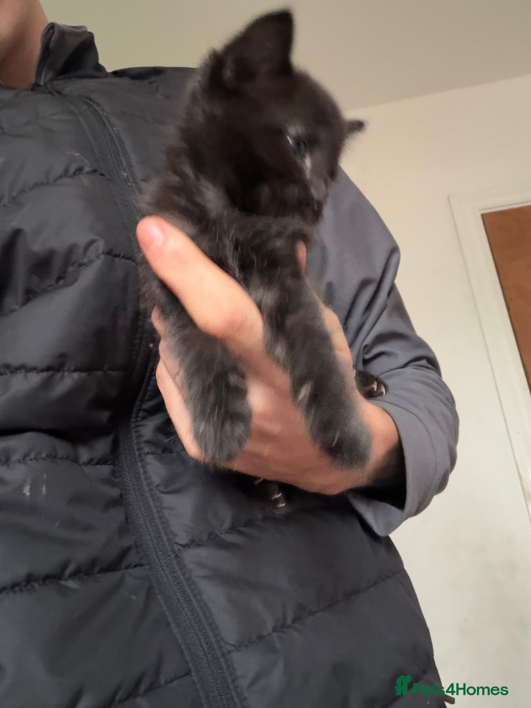 Bombay cats for sale: Kittens - Image 5