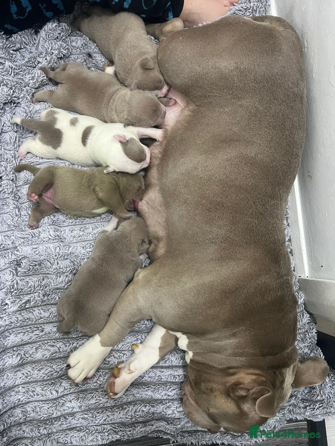 American Bully dogs for sale: American pocket bully’s 🇺🇸 🦍 - Advert 4