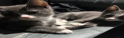 Mixed Breed cats for sale: British shorthair cross kittens in Alfreton - Advert 3