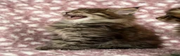 Maine Coon cats for sale: Beautiful Maine Coon Kittens - Advert 21