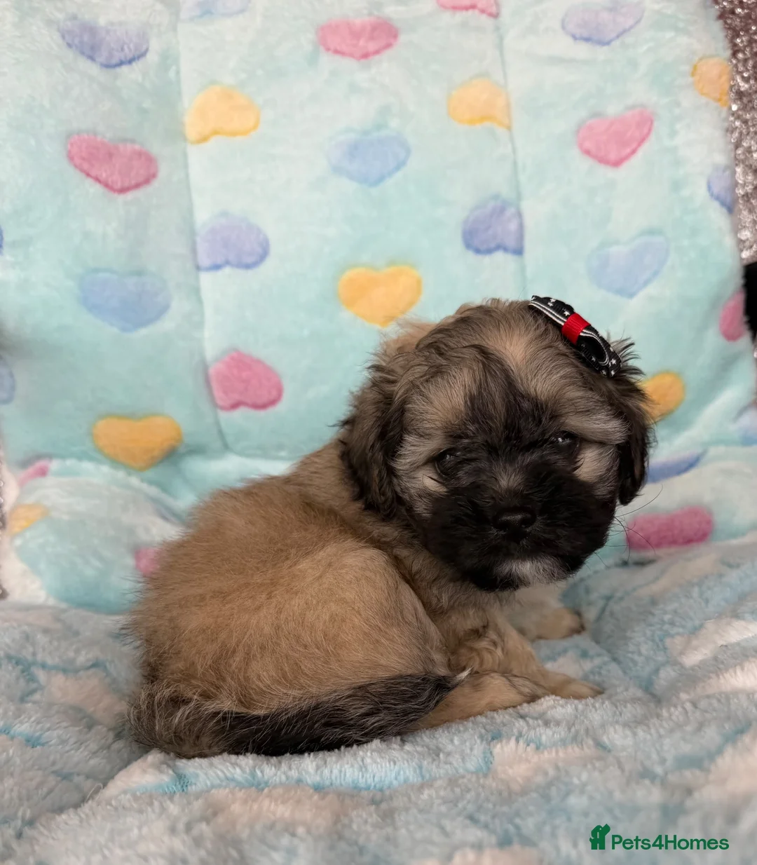 Toy Poodle dogs for sale: Peakpoos - Advert 2