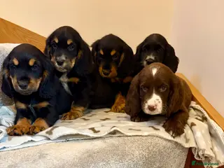 Cocker Spaniel dogs KC Reg Beautiful Show Type Cocker Spaniel Litter - Advert 4