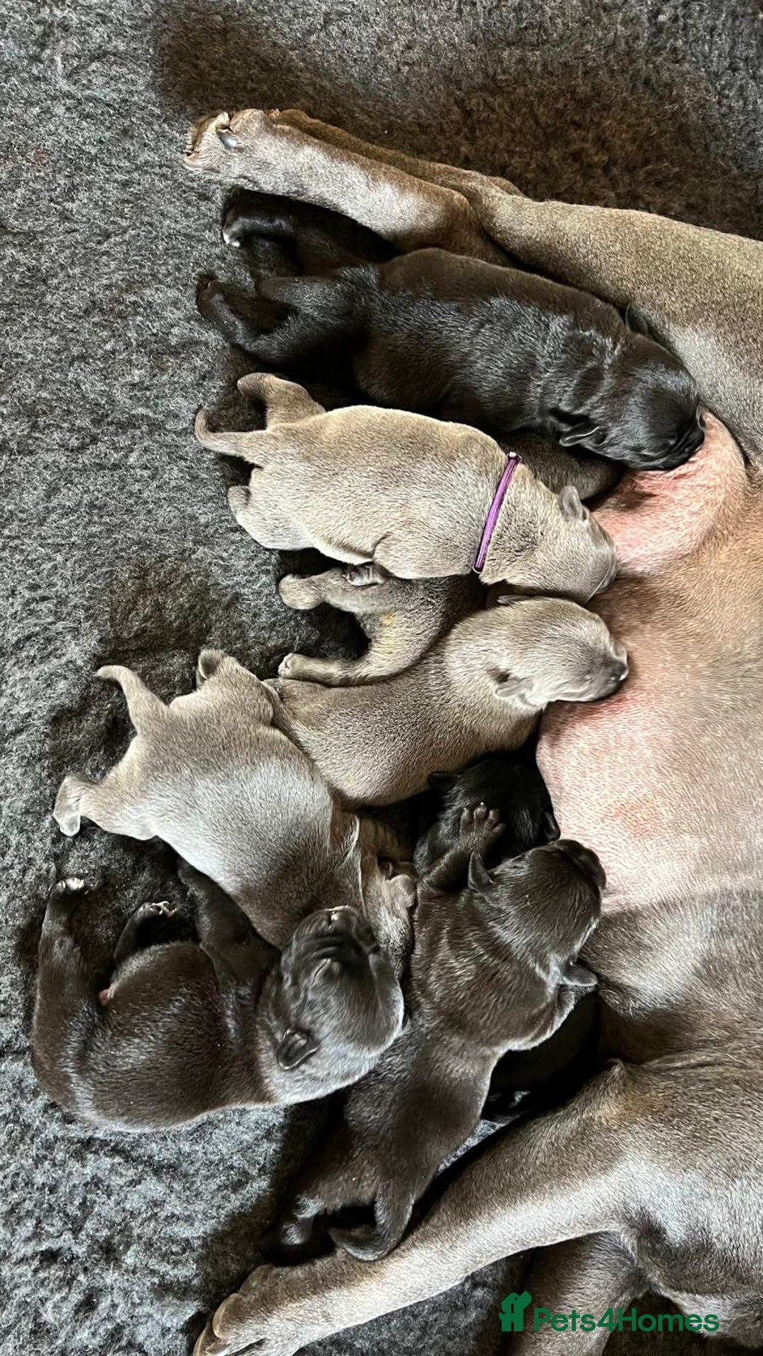 Staffordshire Bull Terrier dogs for sale: High Quality Blue & Black Staffy Puppies - Image 4