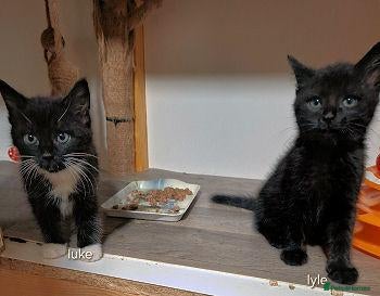 Mixed Breed cats LUKE AND LYLE - Advert 2