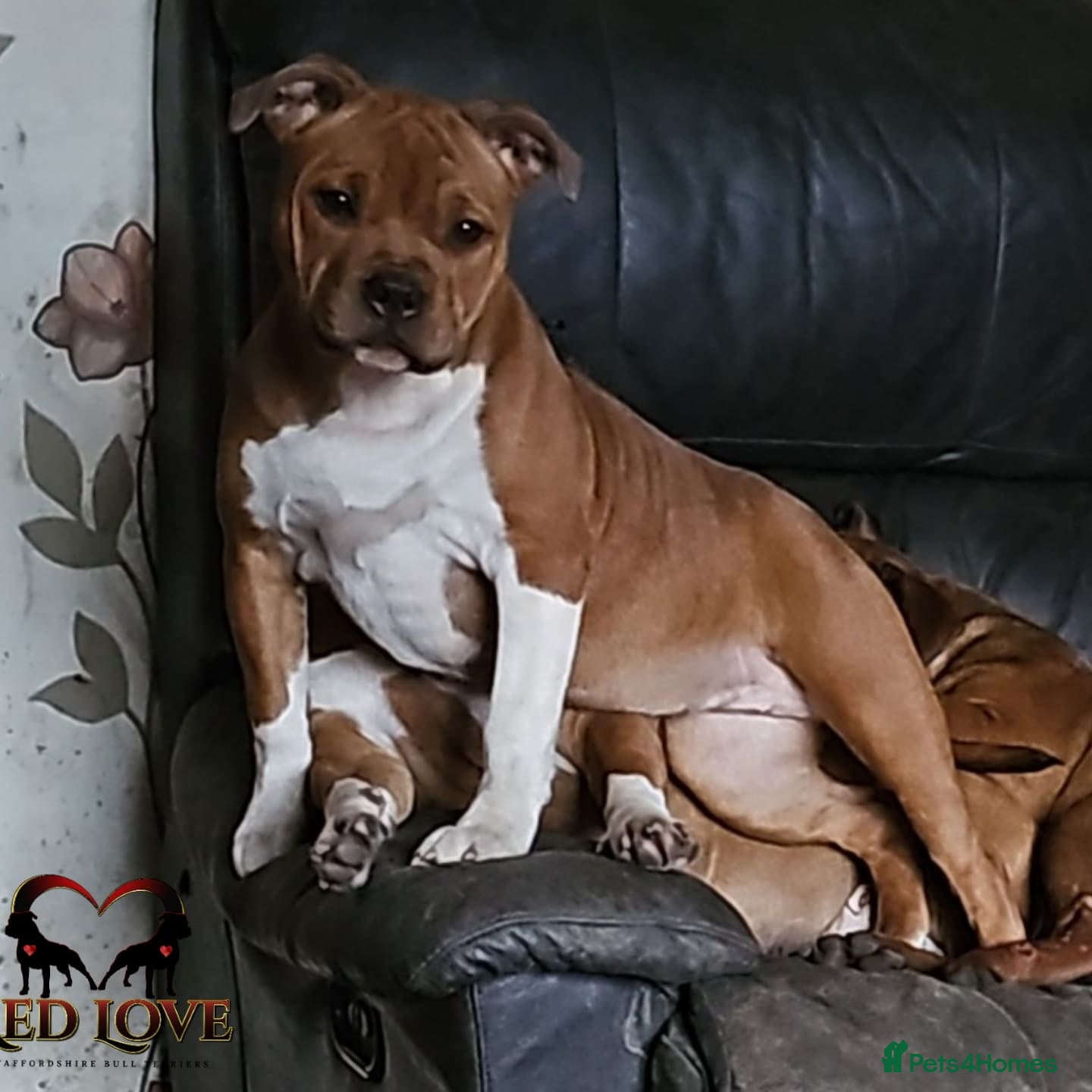 Staffordshire Bull Terrier dogs 🥨Future Red litter.🥨 - Advert 2