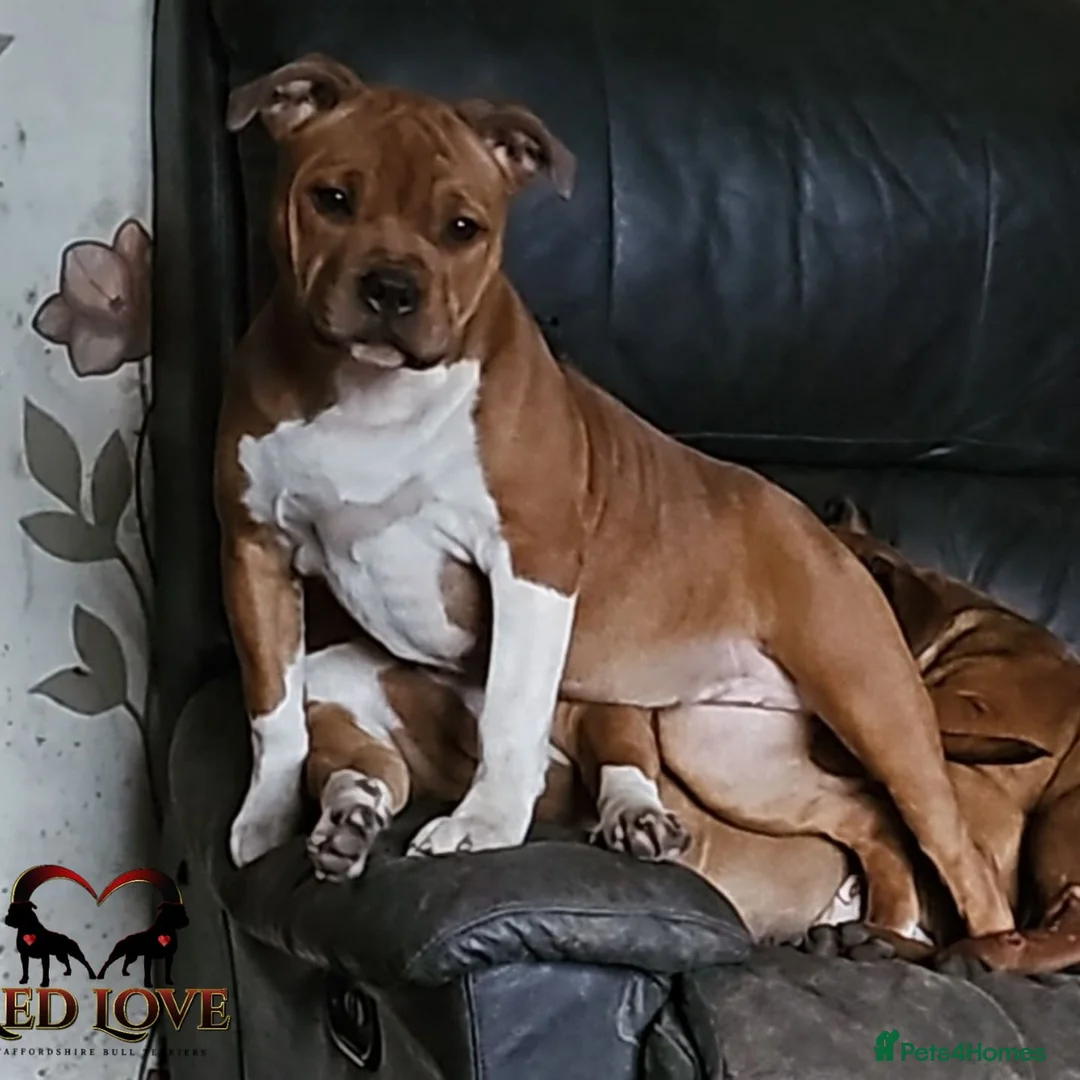 Staffordshire Bull Terrier dogs for sale: 🥨Future Red litter.🥨 - Advert 2