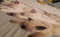 Ragdoll cats for sale: Stunning baby ragdolls - Image 3