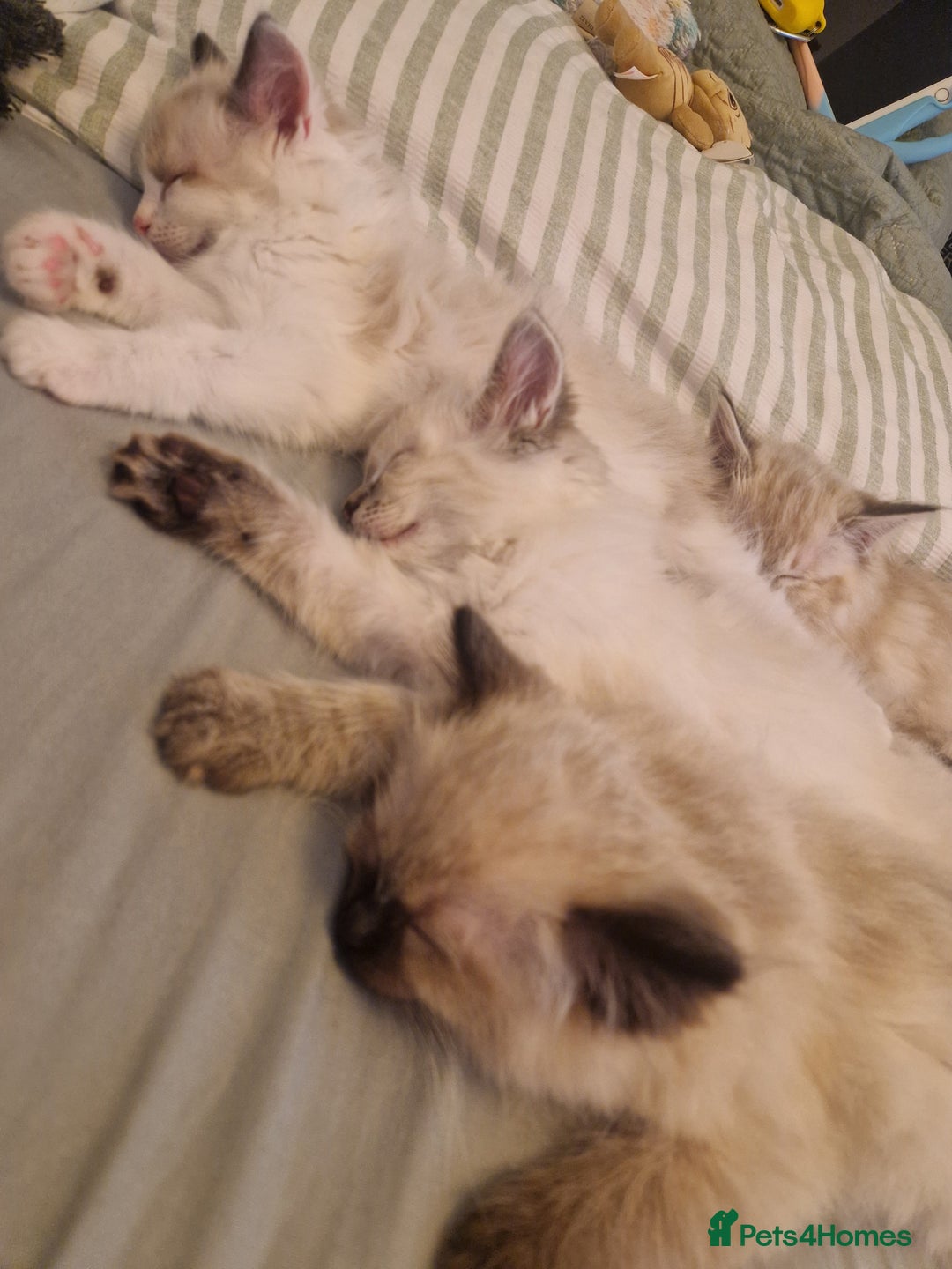 Ragdoll cats for sale: Stunning baby ragdolls - Image 3