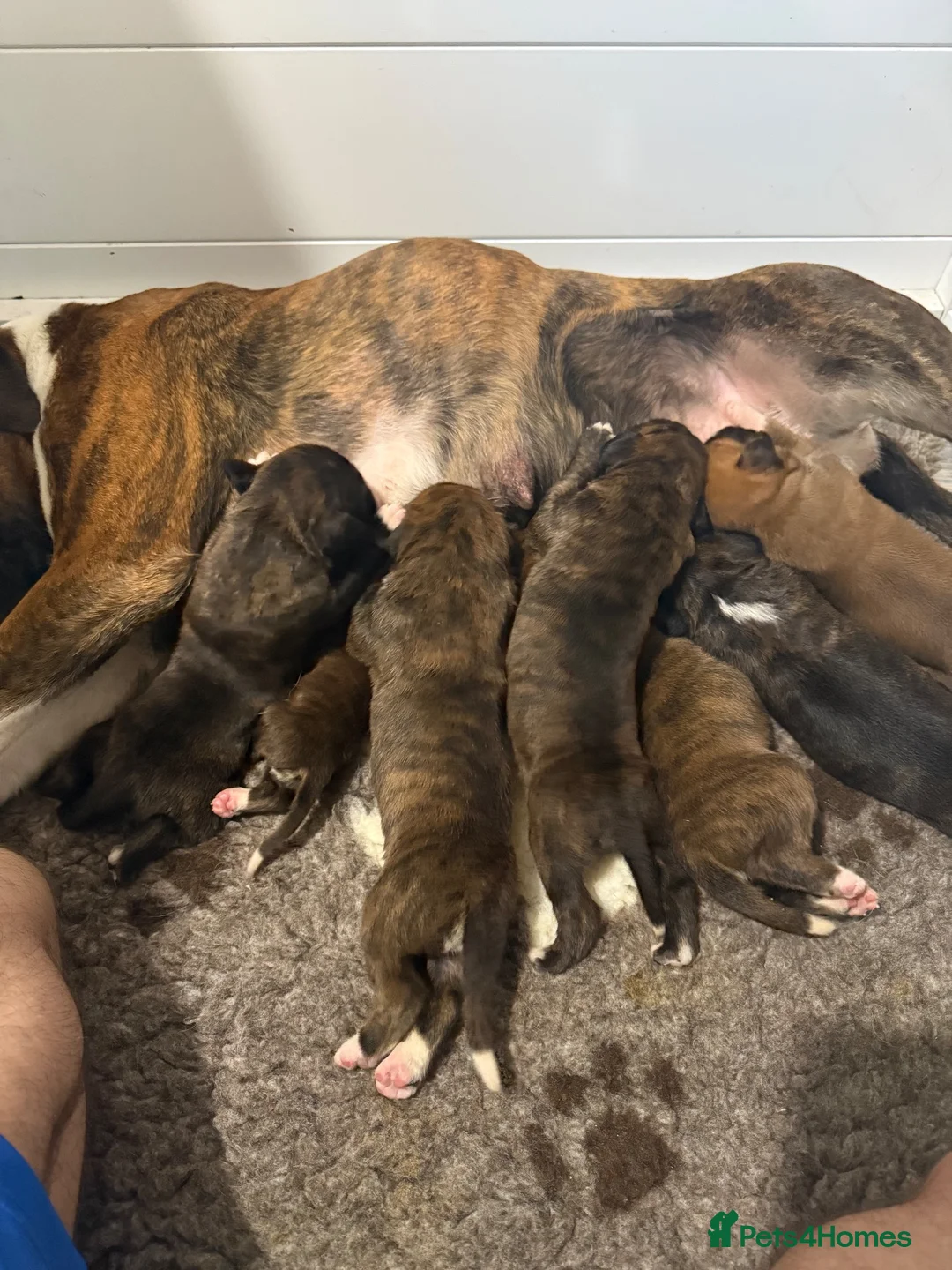 Boxer dogs for sale: *** Beautiful Brindle & White puppy *** - Advert 1